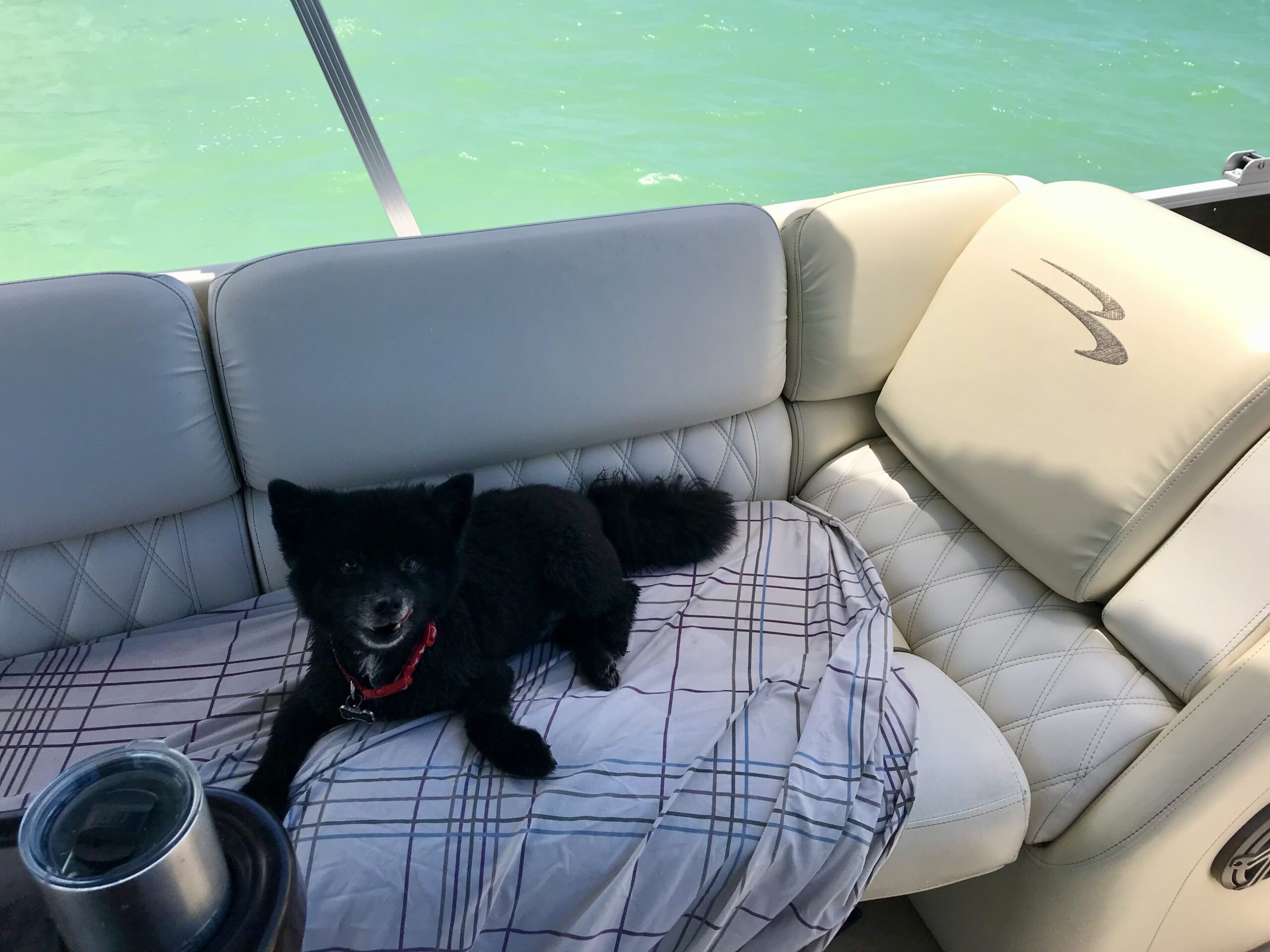 skipper key dog on pontoon charter