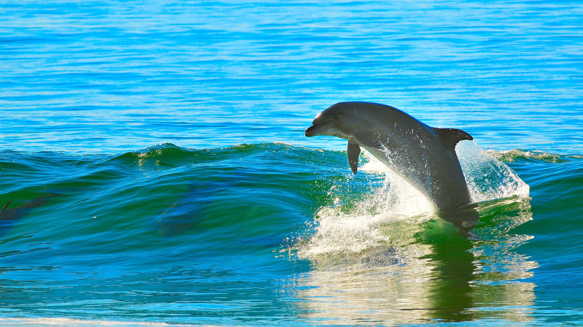 dolphin-cruise-goodland-fl