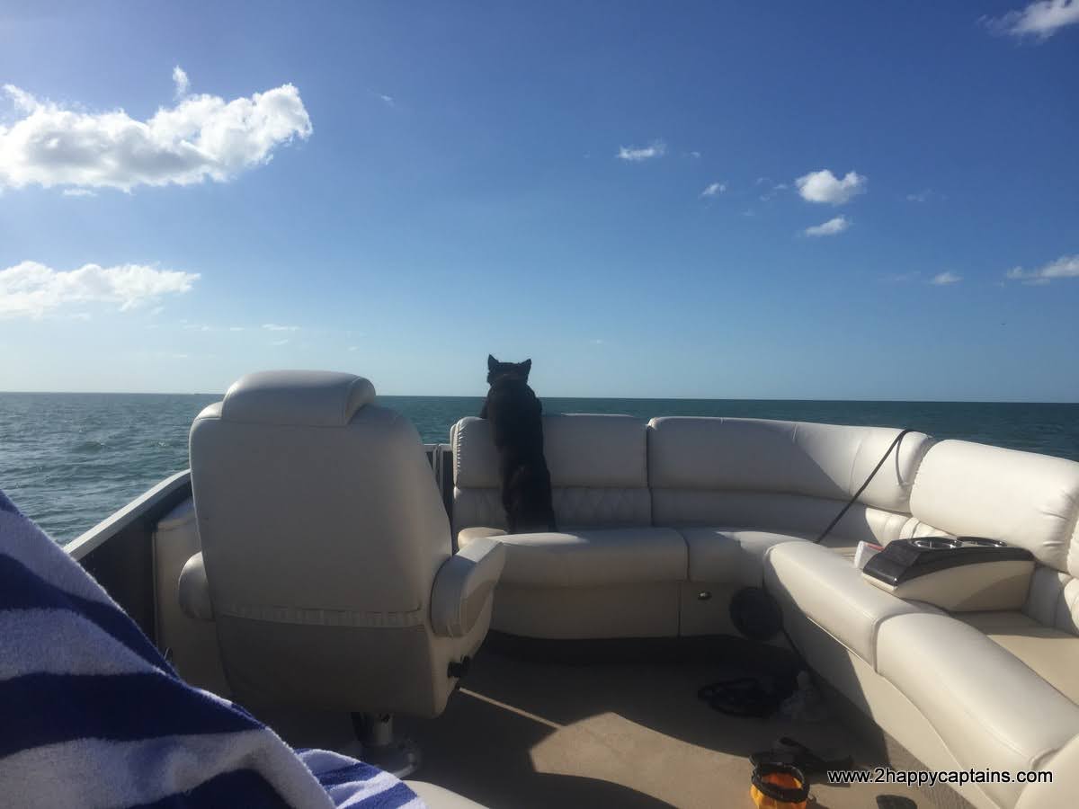 dolphin-tours-charter-cruise (3)