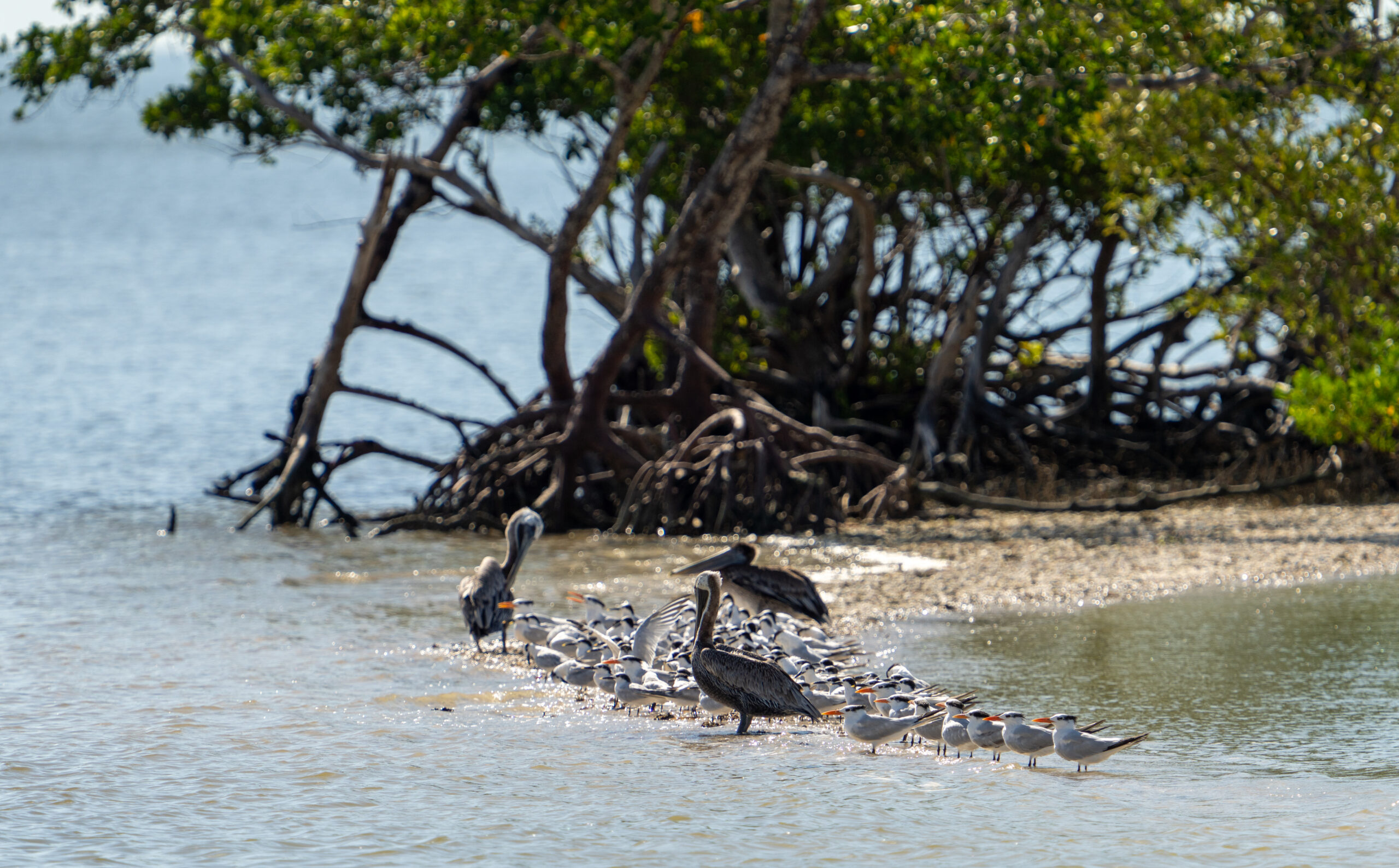 marine-birds-10000-islands-wildlife