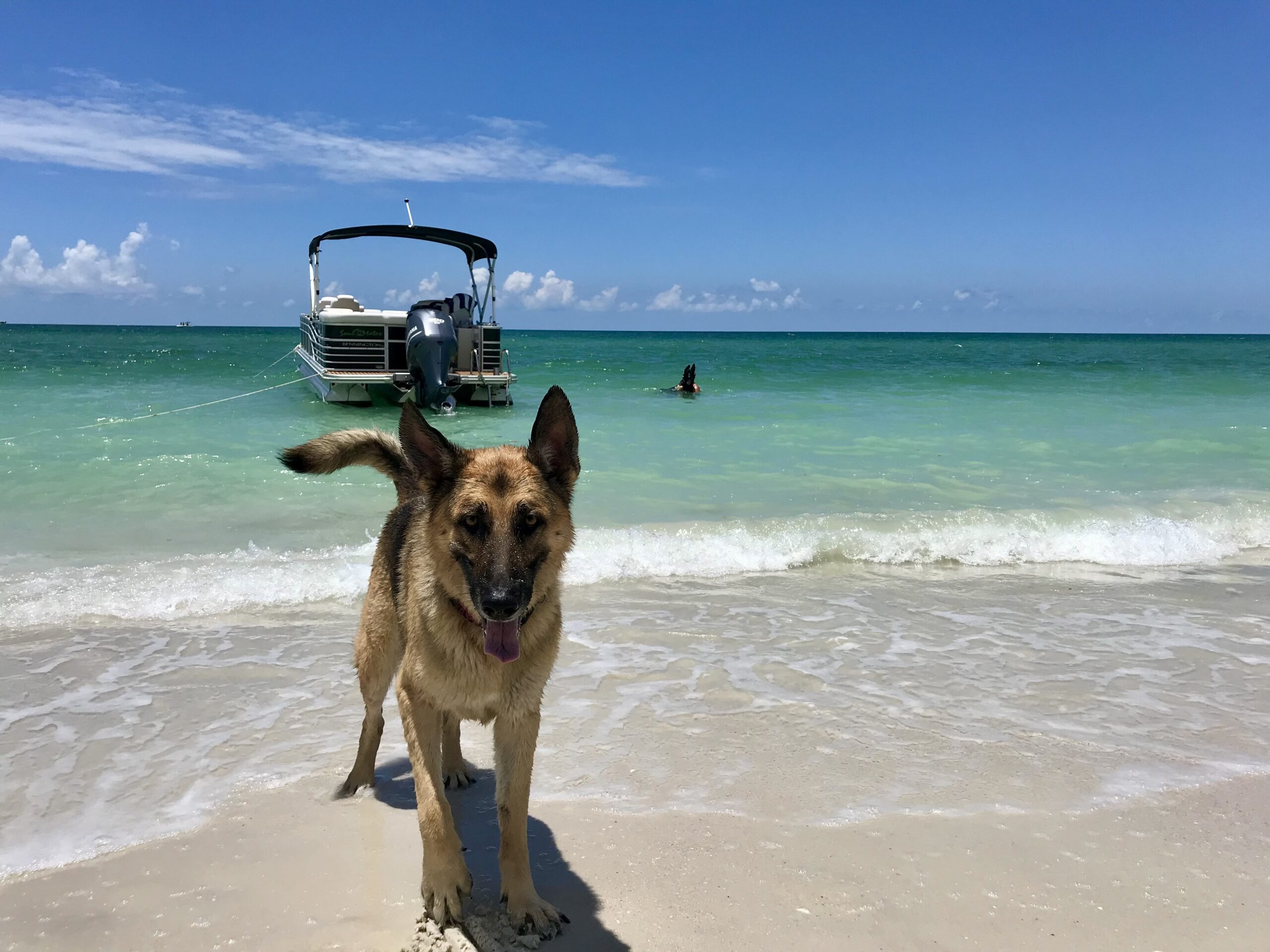 german shepherd on beach during pontoon rental charter
