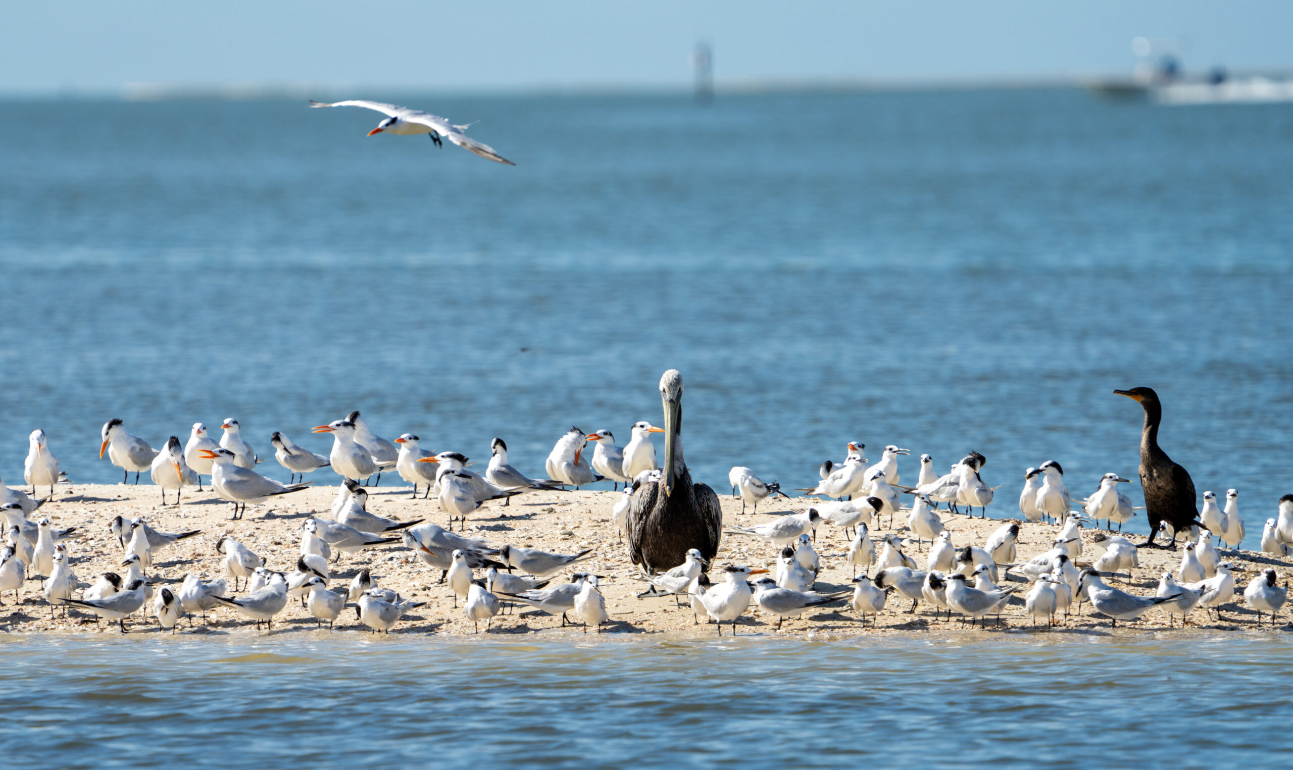 terns-cormorants-pelicans